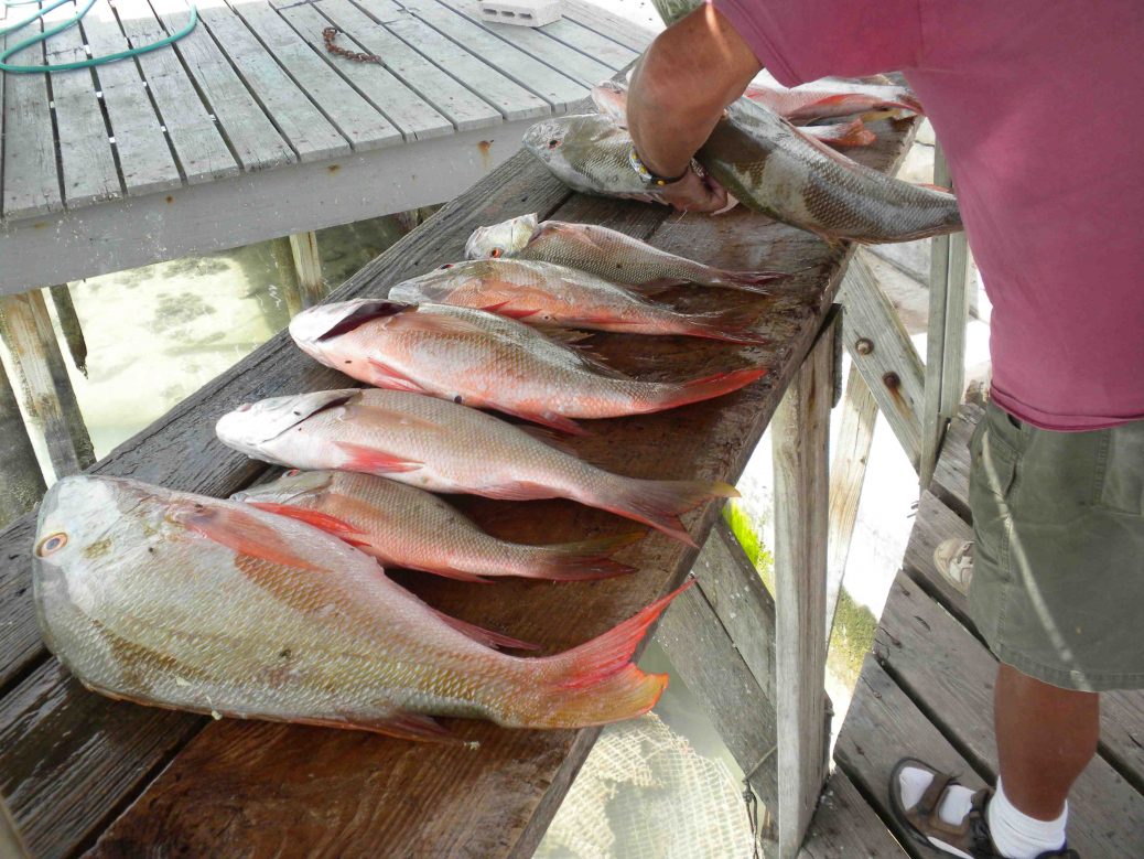 Sight Fishing Mutton Snappers - Old Bahama Bay 